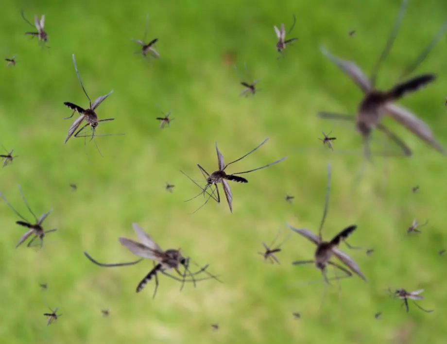 Просто и ефективно: Как да се отървете от комарите с помощта на кафе