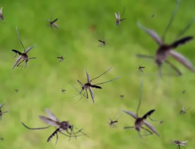 Ядрен удар срещу комарите – как радиацията помага в борбата с маларията 