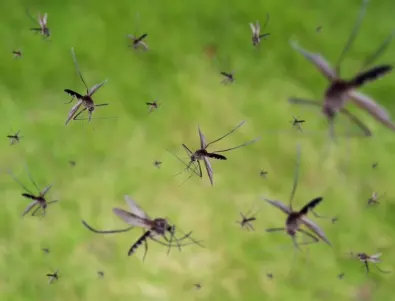 5 ефективни съвета, с които ще се предпазите на 99 % от ухапвания от насекоми 