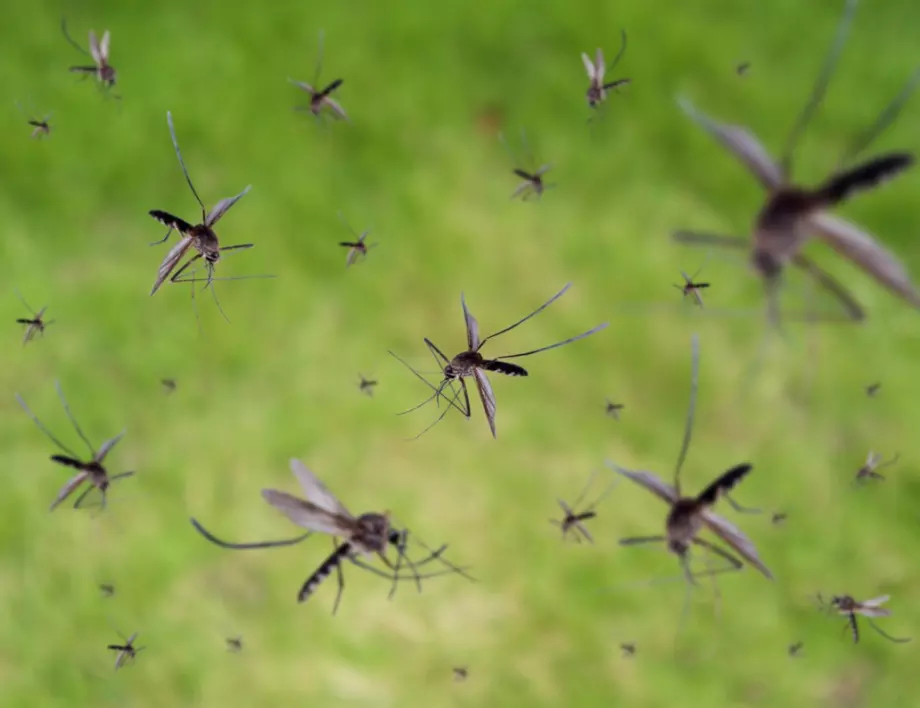 5 ефективни съвета, с които ще се предпазите на 99 % от ухапвания от насекоми 