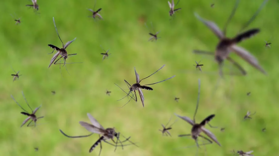 3 съставки ще държат комарите на метри от вас. Ето кои са те! 
