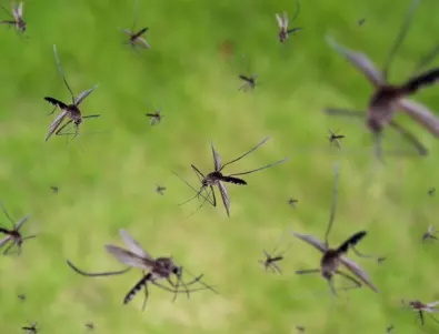 Комарите и мухите няма да доближат дома ви, ако сложите това на перваза на прозореца