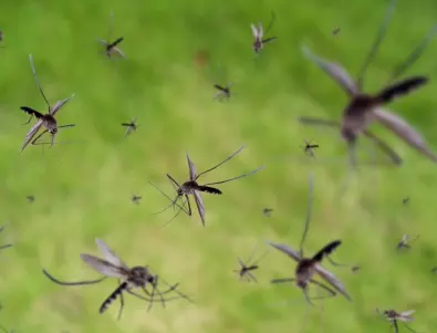 Утайка от кафе: ТАЙНАТА за прогонване на комарите от градината