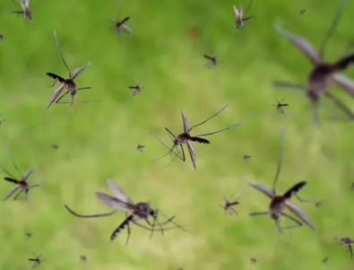 Капанът за комари, който слага КРАЙ на неприятелите 