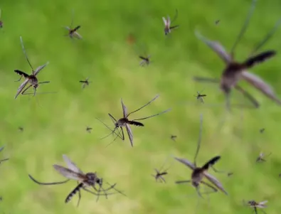 Как да изгоним жилещите насекоми с естествени средства?