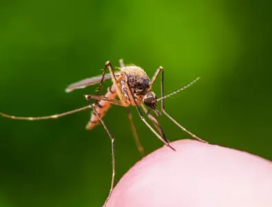 11 изумителни факта за комарите