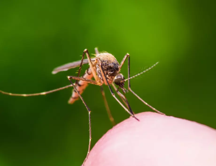 11 изумителни факта за комарите