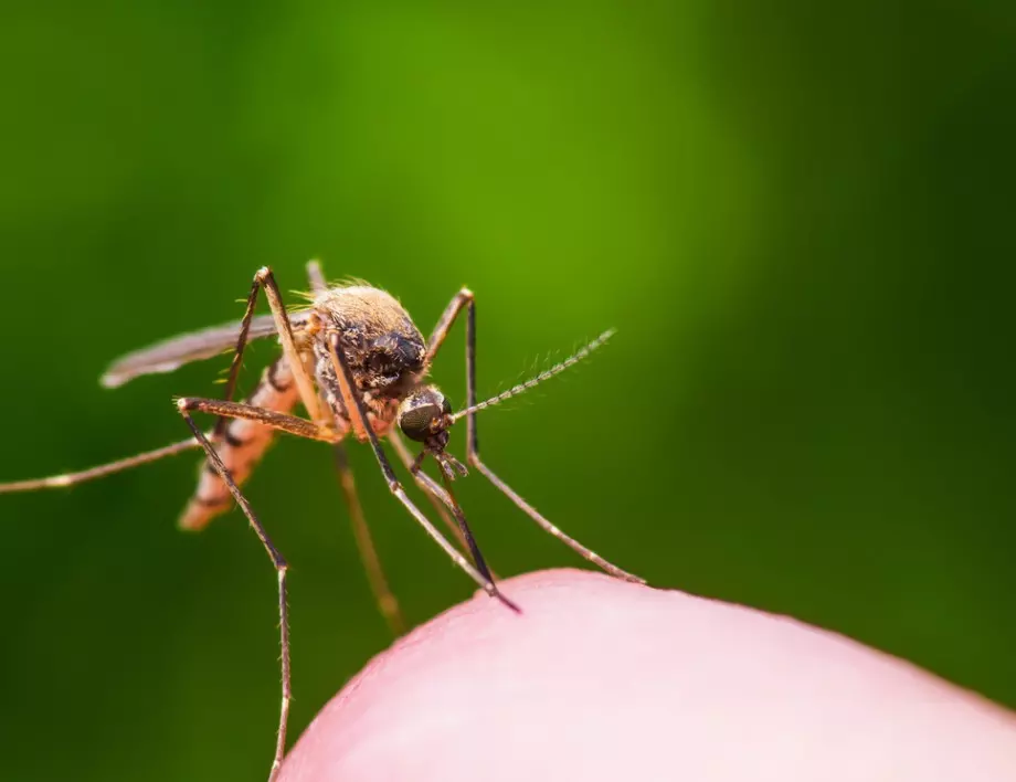 Защо комарите поглъщат пластмаса