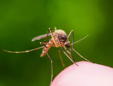 В Африка се появи нов вид малариен комар 