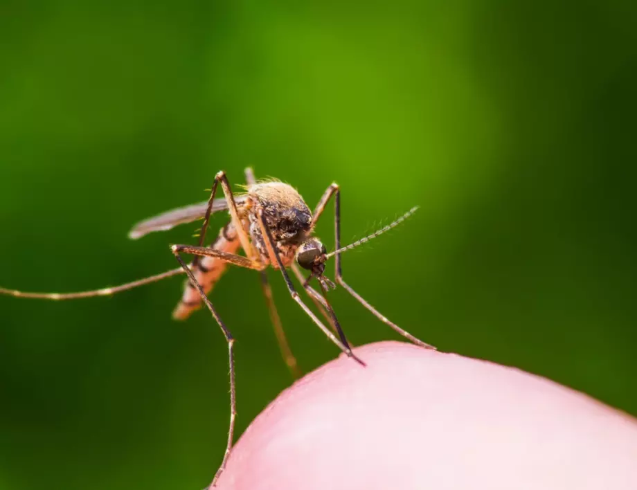 Как да изгоним комарите