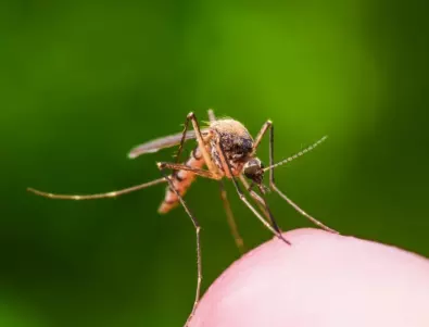 Защо само женските комари смучат кръв?