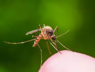 Мравките могат да ни отърват от комарите