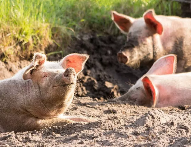 Засилени мерки за превенция на африканската чума по свинете
