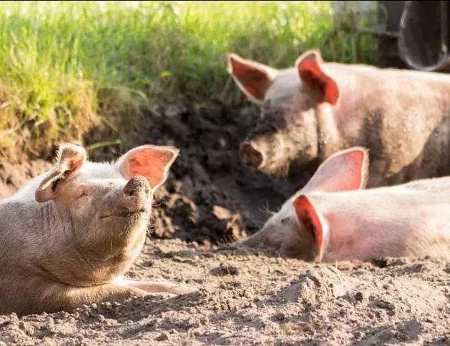 Учени ще разясняват на животновъди в Плевенско Африканската чума по свинете