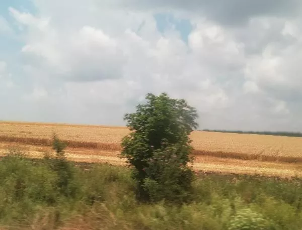 Фермерите в Добруджа: Няма да продаваме пшеница под 350 лв. за тон