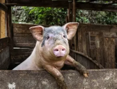 Земеделското министерство с план срещу чумата по свинете 
