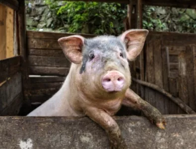 Започна умъртвяването на хилядите свине в Николово 