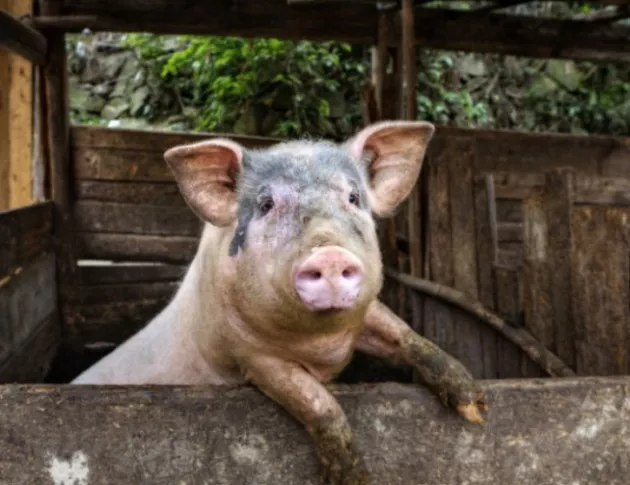 Бедствено положение и в Плевенско заради чумата по свинете  