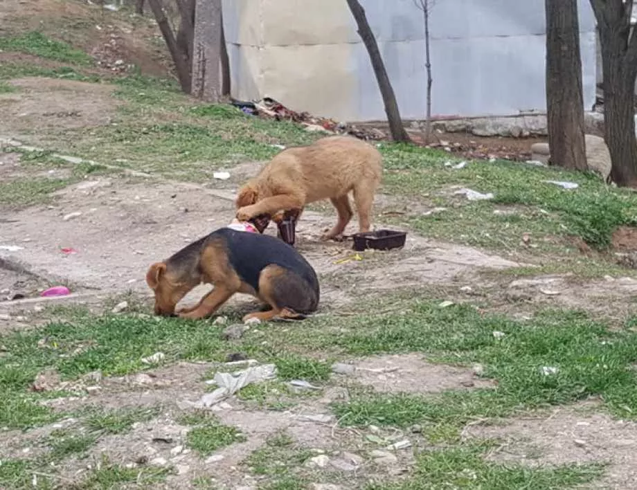 Близо 300 бездомни котки и кучета обгрижвани от един мъж в Измир