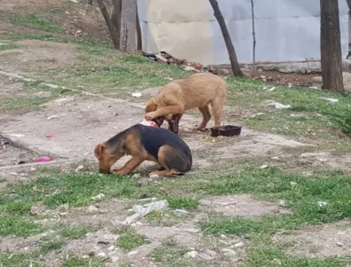 Асеновградчани се заеха сами да се справят с бездомните кучета