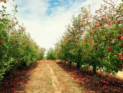 Всяка есен опитните градинари заравят това под ябълката и на следващата година реколтата няма прибиране