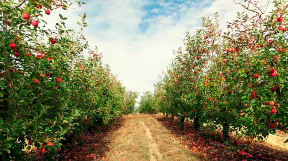 Изобилие от ябълки: Направете това тази есен и следващата година реколтата ще ви изненада