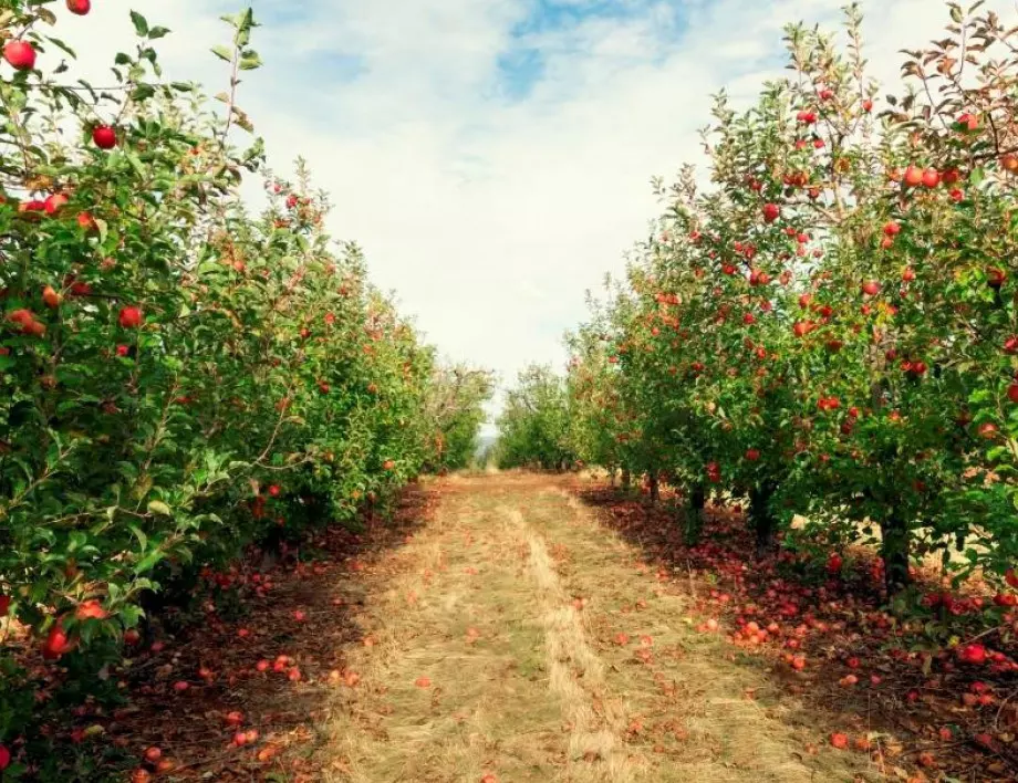 Изобилие от ябълки: Направете това тази есен и следващата година реколтата ще ви изненада