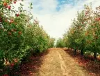 Растенията, които НЕ трябва да засаждате до ябълката