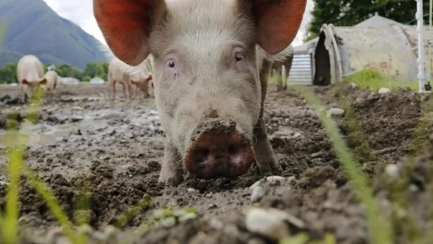 А на тях кой ще сложи намордник?