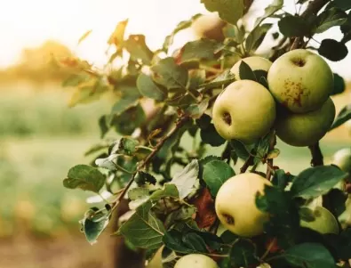 Знаете ли кога се берат ябълките?