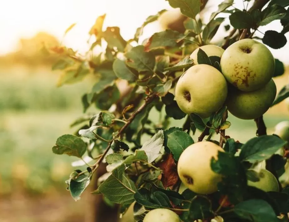 Стъпка по стъпка: Как да отгледаме ябълково дърво от семка?