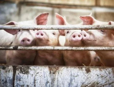Земеделски стопани готвят протести срещу избиването на домашни прасета