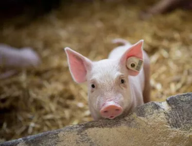 Свиневъд се закани да изгори фермата си заради африканската чума