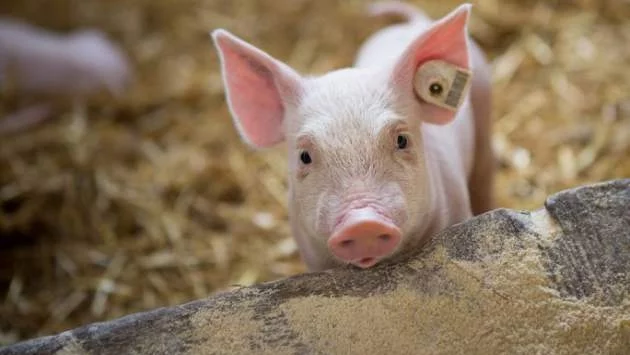 Свиневъд се закани да изгори фермата си заради африканската чума