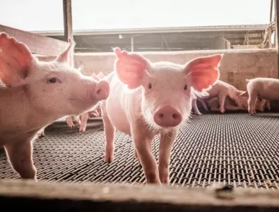 Първи случаи на африканска чума по свинете в Хърватия