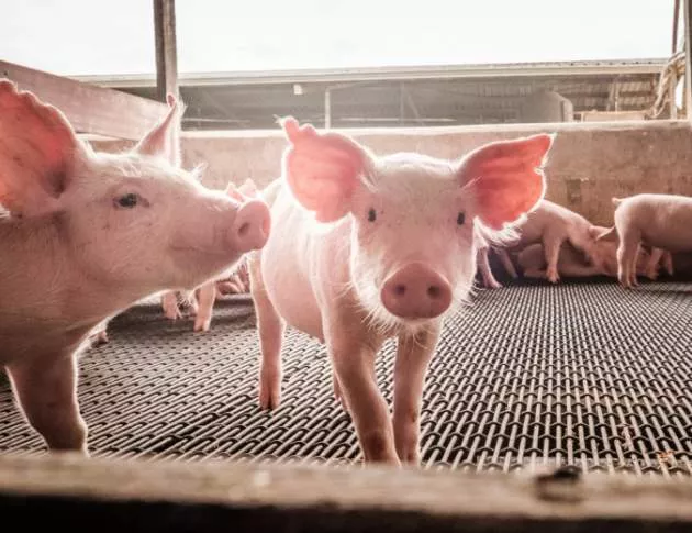 Един от ключовите свинекомплекси в Русенско засега устоява на африканската чума