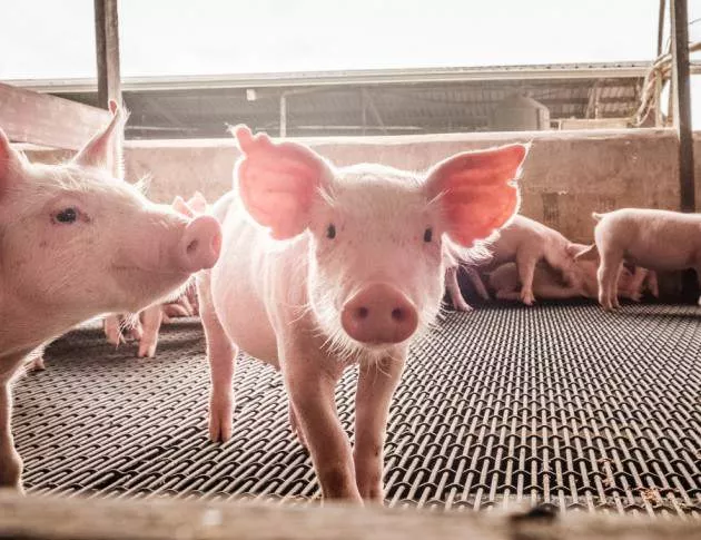 Властите в Перник препоръчват доброволно клане на домашните свине 