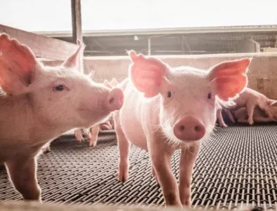 Експерт: Работи се по ваксина срещу чумата по свинете