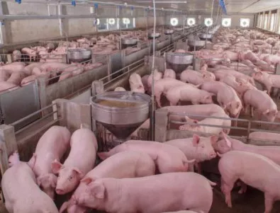 Собственик на свинекомплекс: Мерките срещу чумата не бяха достатъчни