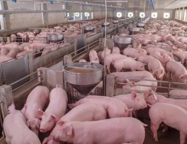 Очакват извънредно положение заради африканската чума по свинете в Старозагорско 