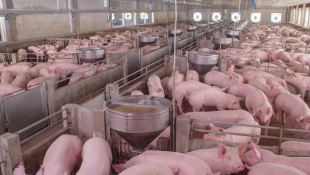 Очакват извънредно положение заради африканската чума по свинете в Старозагорско 