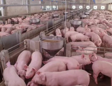Нов случай на чума по свинете в Смолянско