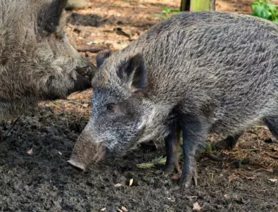 Ново огнище в Западна Европа на африканската чума при дивите свине