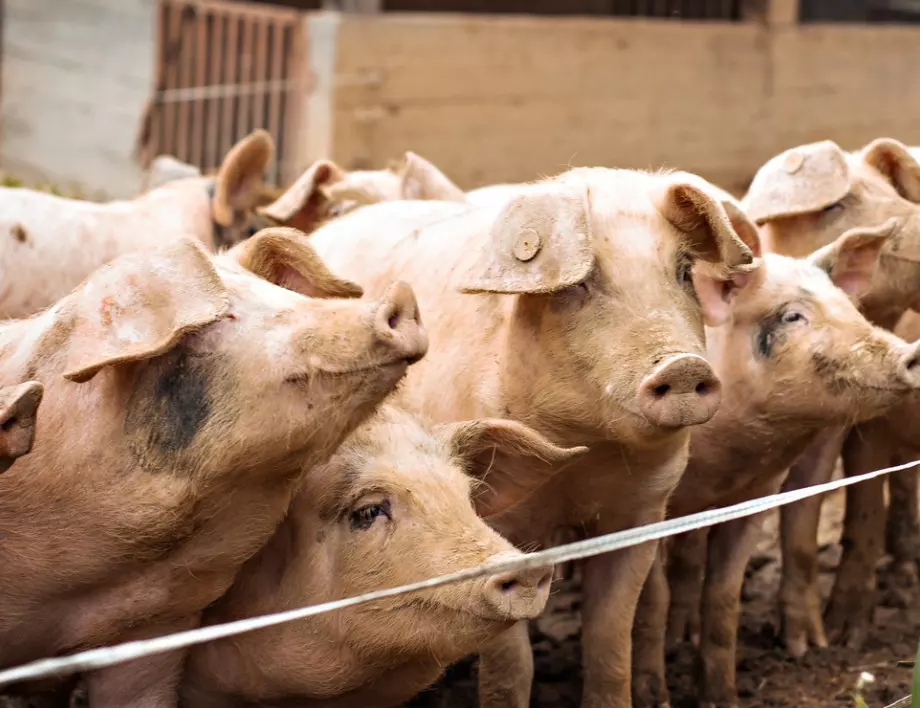 Откриха огнище на африканска чума по свинете в Сърбия