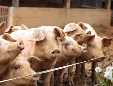Свиневъди: Европа е залята със свинско месо от Китай на ниски цени