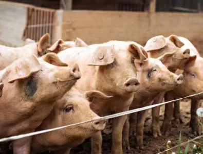 Бедствено положение и в Силистра заради чумата по свинете 