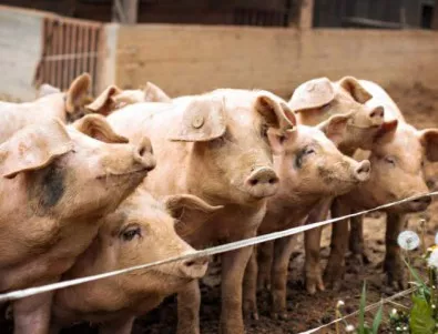 2 нови огнища на свинска чума в Монтана, нови случаи в Пловдив и Разград