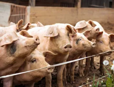 ЕС ни дава 3 млн. евро, за да се справим с чумата по свинете