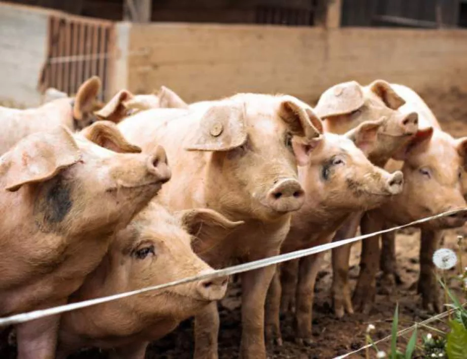 Спират проверките за прасета в стопанства тип "заден двор" в Свищов