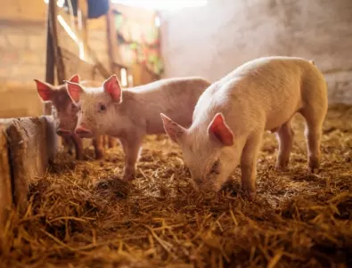 Откриха огнище на африканска чума по свинете в монтанско село